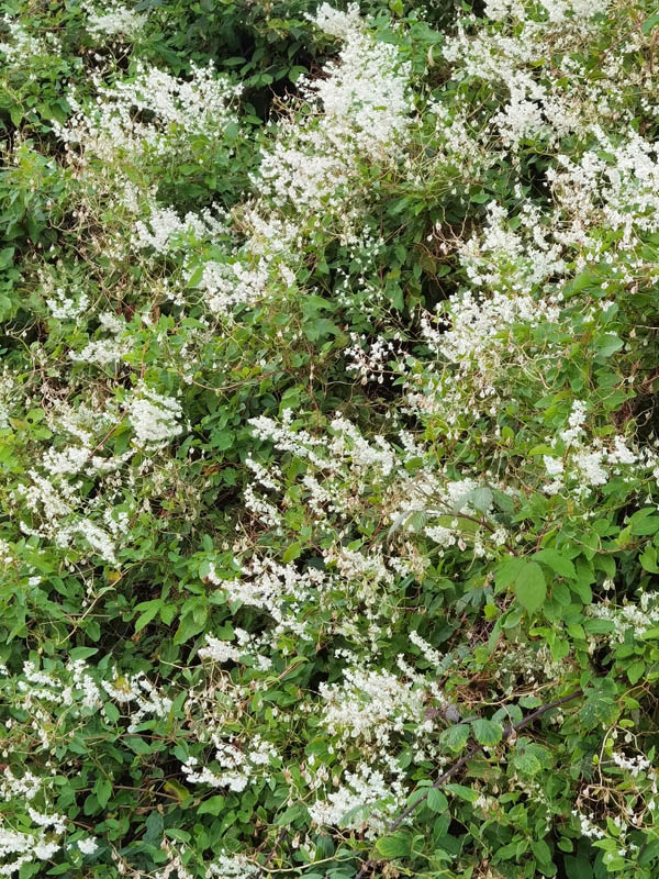 Polygonum aubertii photo